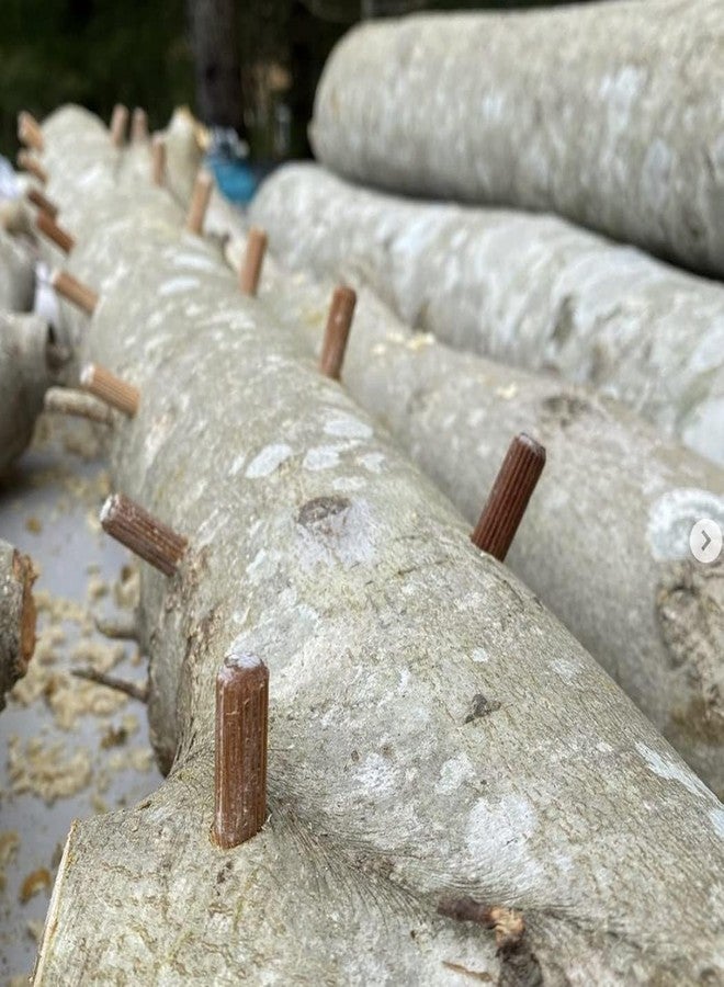 North Spore Organic Shiitake (100 ct) Mushroom Plugs for Logs | Premium Quality Mushroom Plug Spawn | Handmade in Maine, USA | Grow Gourmet Mushrooms Outdoors on Logs | Lentinula edodes - Image 4